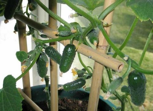 Лучшие сорта огурцов для открытого грунта самоопыляемые. Самоопыляемые сорта огурцов с пучковой завязью