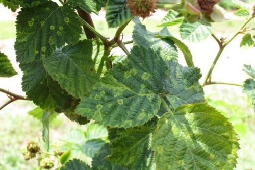 Болезни смородины: описания с фото и способы лечения