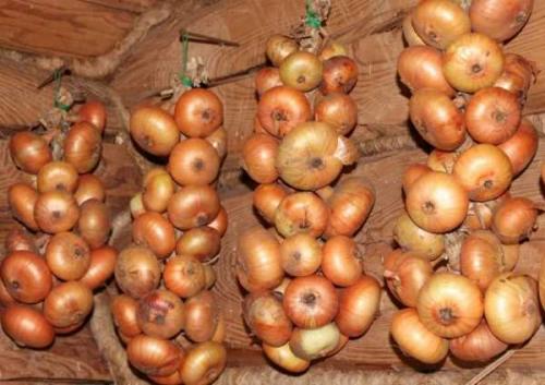 В каком месяце убирать тыкву. Основные правила уборки 04