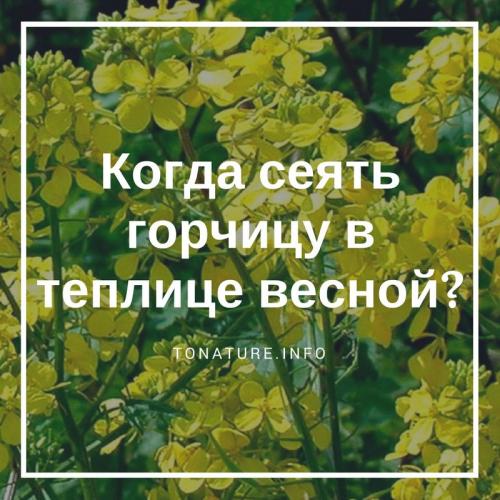 Посадка горчицы в теплицу весной. Когда сеять горчицу в теплице весной?