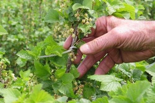 Болезни смородины: описания с фото и способы лечения