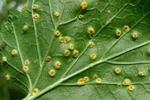 Болезни смородины: описания с фото и способы лечения