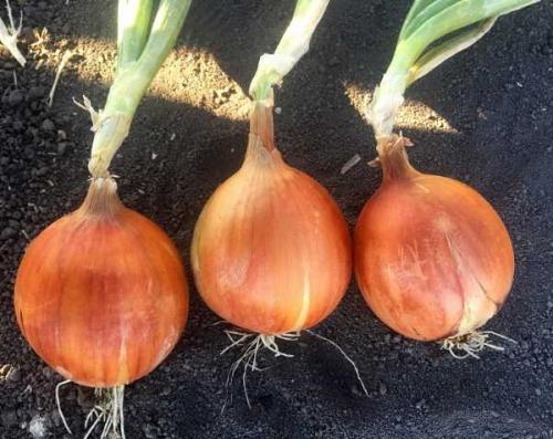 В каком месяце убирать тыкву. Основные правила уборки 01