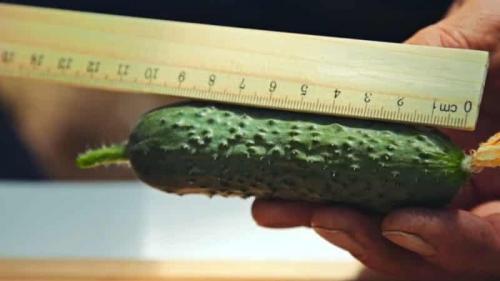 Болезнеустойчивые сорта огурцов. Выбираем самоопыляемые сорта огурцов для теплицы, устойчивые к болезням