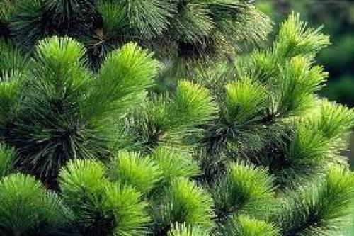 Через сколько плодоносит кедр. Ботаническое описание 03