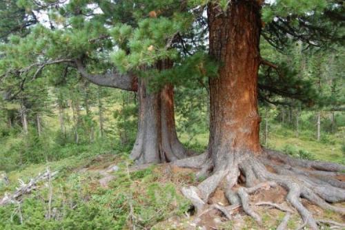 Кедр дальневосточный. Коротко о главном