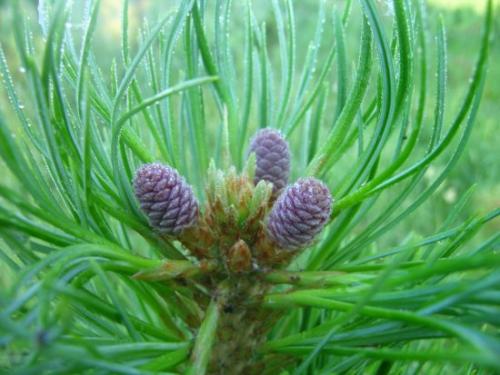 Кедр возраст. Сергей ГОРОШКЕВИЧ КУЛЬТ КЕДРА