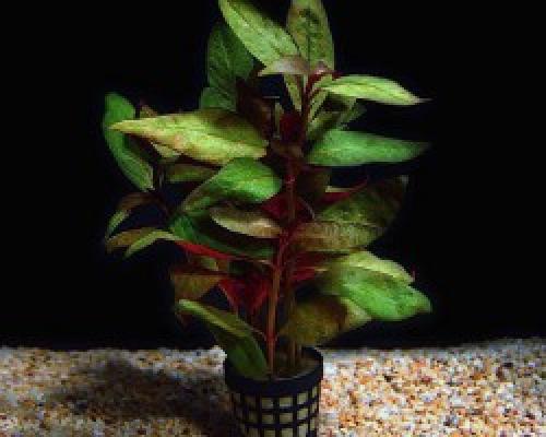 Рдест в аквариуме. Рдест пронзеннолистный