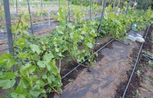 На, каком расстоянии от дома можно сажать виноград. Виноградник: оптимальное количество кустов