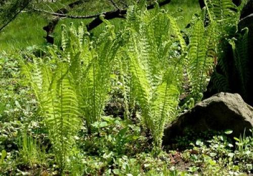 Папоротник страусник посадка уход. Страусник обыкновенный: посадка и уход