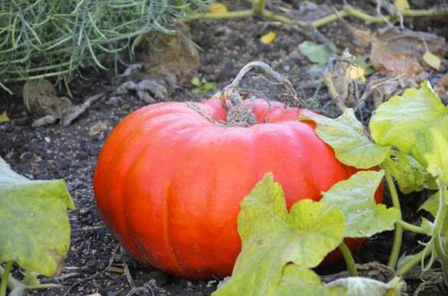 Дозаривание тыквы в домашних условиях. Признаки спелости тыквы – когда снимать тыкву с грядки 09 Дозаривание тыквы в домашних условиях. Признаки спелости тыквы – когда снимать тыкву с грядки 09