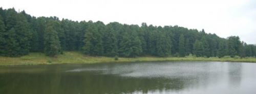 Кедр возраст. Сергей ГОРОШКЕВИЧ КУЛЬТ КЕДРА