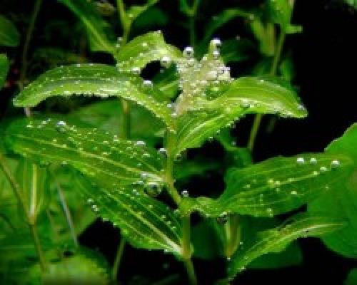 Рдест в аквариуме. Рдест пронзеннолистный