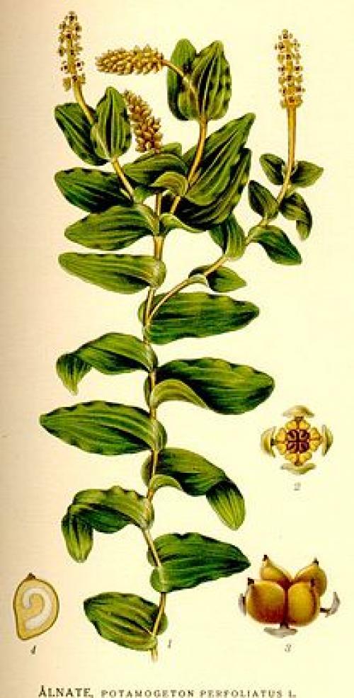 Рдест плавающий гидрофит. Рдест