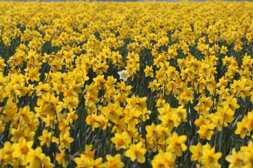 В этой части великобритании нарцисс национальный цветок ведь распускается ко дню святого давида. Нарцисс - символ Уэльса