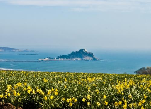В этой части великобритании нарцисс национальный цветок ведь распускается ко дню святого давида. Нарцисс - символ Уэльса