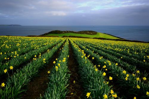 В этой части великобритании нарцисс национальный цветок ведь распускается ко дню святого давида. Нарцисс - символ Уэльса