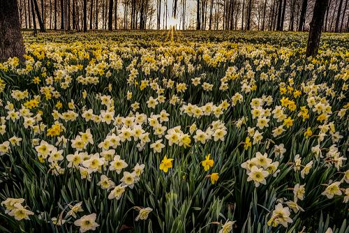 В этой части великобритании нарцисс национальный цветок ведь распускается ко дню святого давида. Нарцисс - символ Уэльса