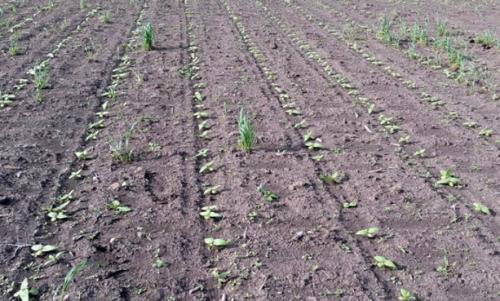 В, каком месяце косят подсолнух. 1 Как сеять подсолнечник классическим методом?