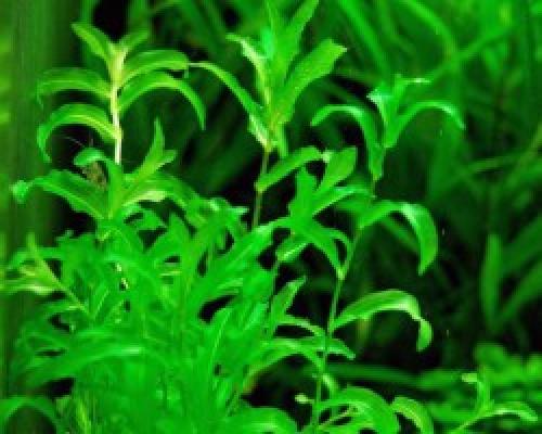 Рдест в аквариуме. Рдест пронзеннолистный