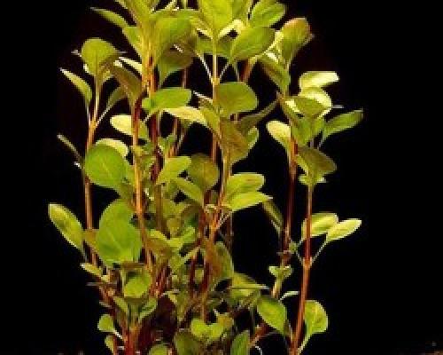 Рдест в аквариуме. Рдест пронзеннолистный