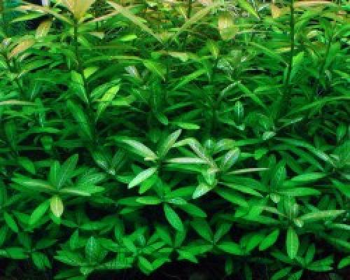 Рдест в аквариуме. Рдест пронзеннолистный