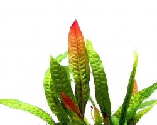 Рдест в аквариуме. Рдест пронзеннолистный