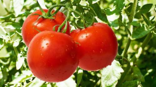 Помидоры или томаты, как правильно. В чем разница между томатом и помидором? 02