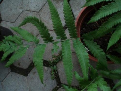 Папоротник страусник посадка уход. Страусник обыкновенный: посадка и уход