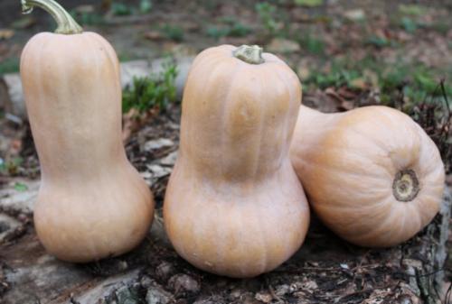Дозаривание тыквы в домашних условиях. Признаки спелости тыквы – когда снимать тыкву с грядки 12 Дозаривание тыквы в домашних условиях. Признаки спелости тыквы – когда снимать тыкву с грядки 12