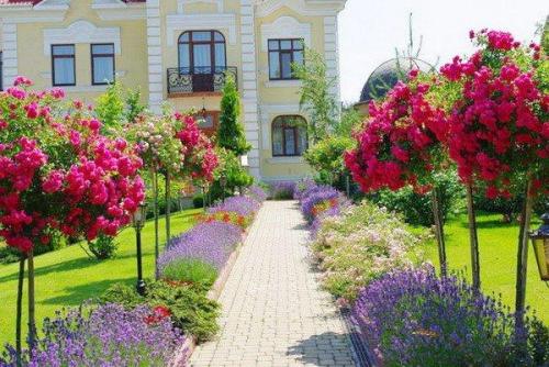 Можно ли вырастить садовую розу дома в горшке. Условия домашнего выращивания роз 06