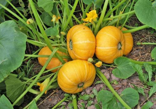 Дозаривание тыквы в домашних условиях. Признаки спелости тыквы – когда снимать тыкву с грядки 10 Дозаривание тыквы в домашних условиях. Признаки спелости тыквы – когда снимать тыкву с грядки 10