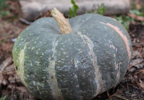 Дозаривание тыквы в домашних условиях. Признаки спелости тыквы – когда снимать тыкву с грядки 11 Дозаривание тыквы в домашних условиях. Признаки спелости тыквы – когда снимать тыкву с грядки 11