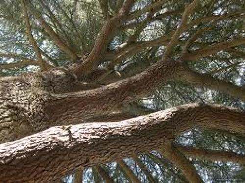 Через сколько плодоносит кедр. Ботаническое описание 02