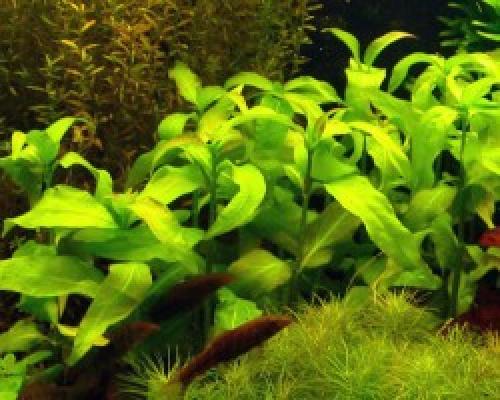 Рдест в аквариуме. Рдест пронзеннолистный
