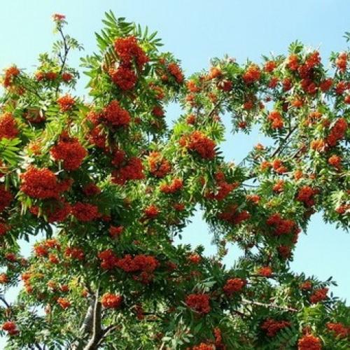 Как распознать рябину. Где растет красная обыкновенная рябина?