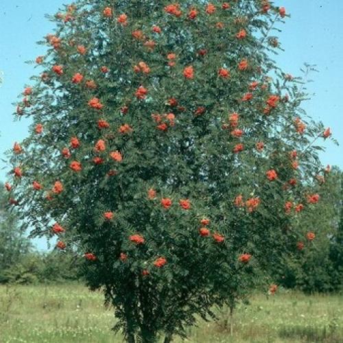 Как распознать рябину. Где растет красная обыкновенная рябина?