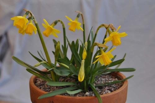 В этой части великобритании нарцисс национальный цветок ведь распускается ко дню святого давида. Нарцисс - символ Уэльса