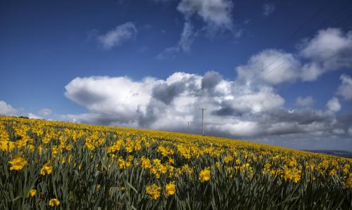В этой части великобритании нарцисс национальный цветок ведь распускается ко дню святого давида. Нарцисс - символ Уэльса