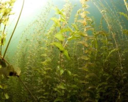 Рдест в аквариуме. Рдест пронзеннолистный