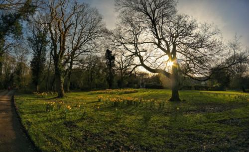В этой части великобритании нарцисс национальный цветок ведь распускается ко дню святого давида. Нарцисс - символ Уэльса