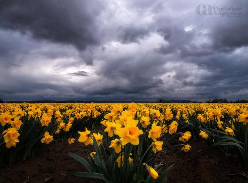В этой части великобритании нарцисс национальный цветок ведь распускается ко дню святого давида. Нарцисс - символ Уэльса
