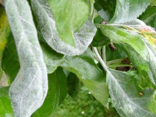 Болезни груши. Навигация по записям