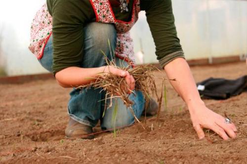 Чем обработать землю в теплице осенью от болезней и вредителей. Чем лучше обработать землю в теплице осенью