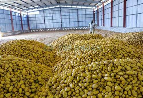 Критическая температура для картошки. Стадии подготовки и хранения