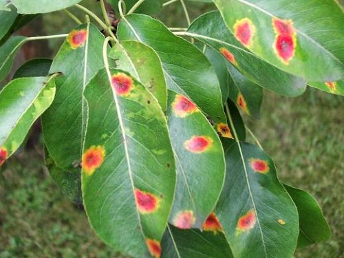 Болезни груши. Навигация по записям