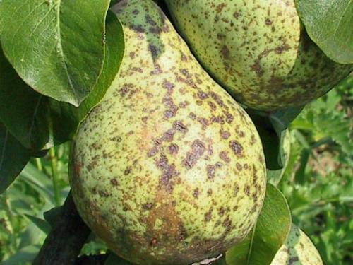 Болезни груши. Навигация по записям