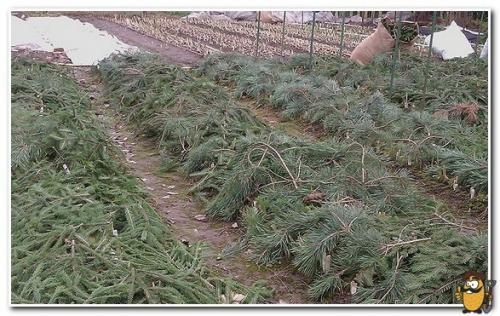 Боится ли картофель осенних заморозков. Когда сажать картофель под зиму