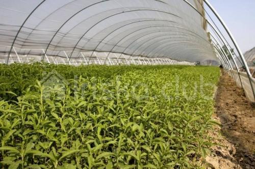 Стевия медовая выращивание. Новая культуры в питании