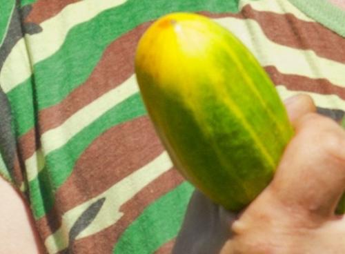 Можно ли собирать семена с гибридов помидор. Как собирать семена с гибридных сортов